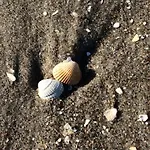 Buhne 08 * Zingst