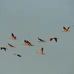 Buhne 08 Zingst