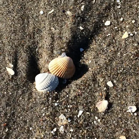 Buhne 08 * Zingst